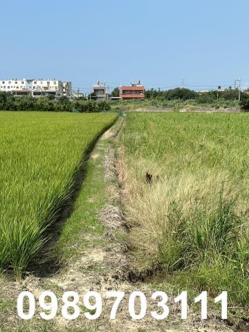 大園農地-2